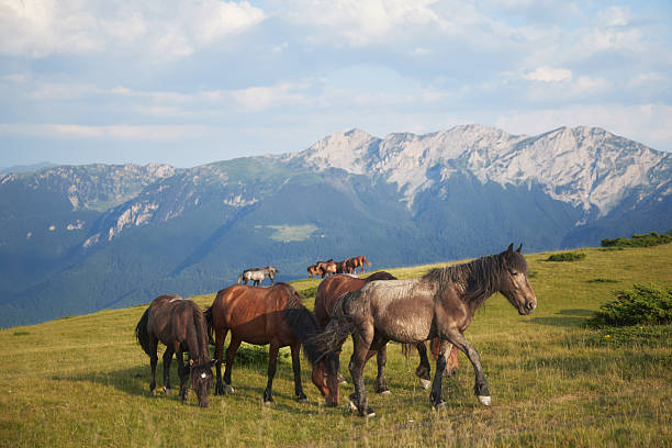 Five horses graze in various positions on a high field, with snowy mountain ridges stretching across the background. Their varied colors contrast the scenery.