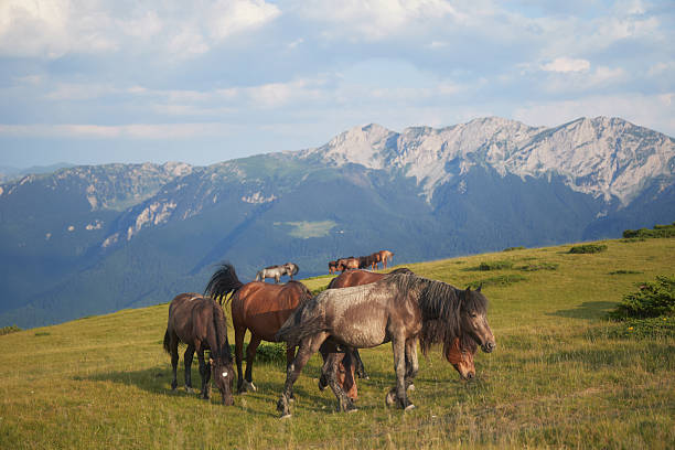 Horses cluster together while feeding on green grass at the top of a sunny hill. The background reveals dramatic alpine terrain under a clear sky.