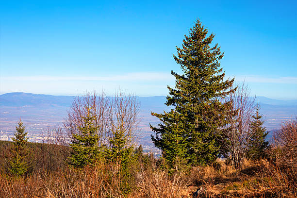 Majestic tall pine tree in foreground of expansive landscape, surrounded by sparse, leafless deciduous trees and patches of dry underbrush on hillside. Beyond hazy valley unfolds with distant city