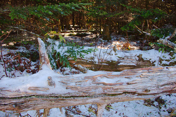 A tranquil winter forest image featuring a weathered fallen log sprinkled with snow and rugged bark, set among evergreen trees. Soft sunlight filters through the woods, creating a calm, natural outdoor atmosphere.
