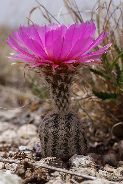 istock Native Flora of Texas blooming in spring 2247051723