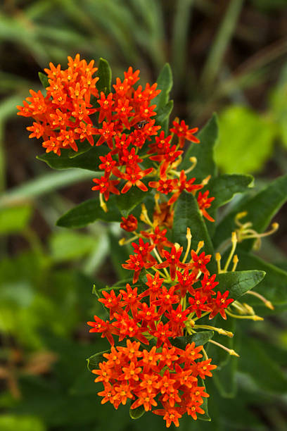 istock Native Flora of Texas blooming in spring 2247051816