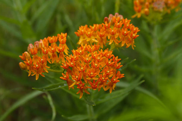 istock Native Flora of Texas blooming in spring 2247051817