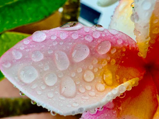This set of pictures is to show how beautiful it is a drop of water on the plant, flower or leaf. Here you can see one picture from far and the other one closer view of the beauty of water on orange color rose flower, white and pink color plumeria flower and a green color leaf. Located in Corona California