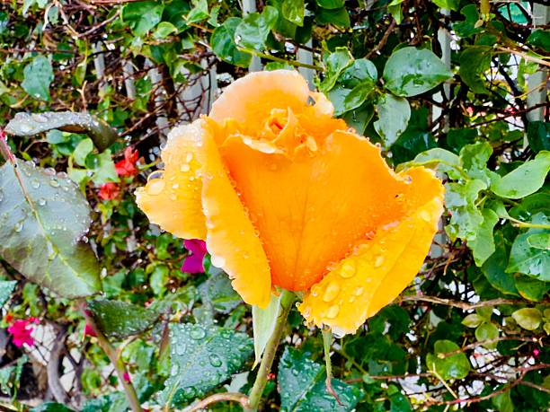 This set of pictures is to show how beautiful it is a drop of water on the plant, flower or leaf. Here you can see one picture from far and the other one closer view of the beauty of water on orange color rose flower, white and pink color plumeria flower and a green color leaf. Located in Corona California