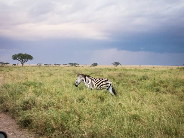 Africa Wildlife