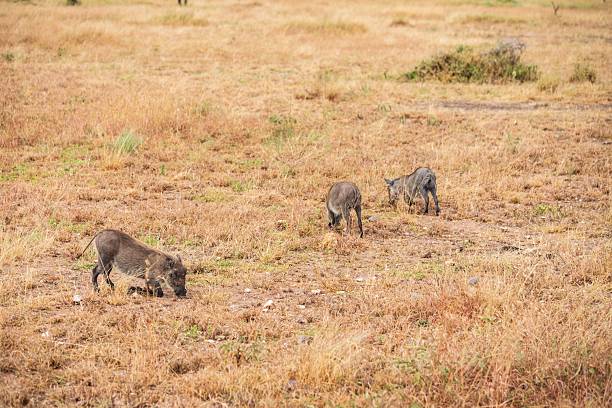 Warthog in Africa game national park at safari wild nature in Masai Mara, Amboseli, Samburu, Serengeti, Tsavo national parks of Kenya and Tanzania, South Africa. Warthog in the wildlife african park
