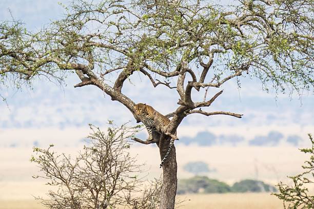 istock Leopard Perched High in an Acacia Tree Yawning in the African Savanna 2247052578