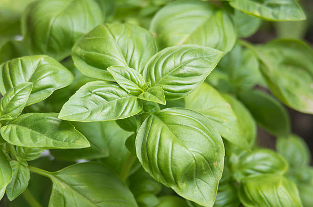 istock Fresh Sweet Basil Leaves Closeup Ocimum basilicum 2247056648