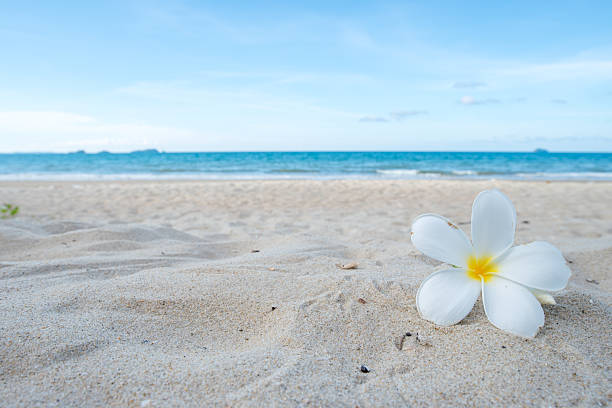 A frangipani flower being held by a child on the beach in Fiji