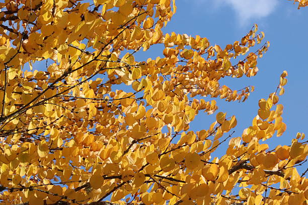 Autumn leaves against a blue sky
