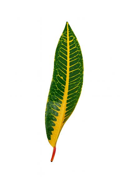 istock Tropical Croton Leaf with Yellow and Green Variegation Isolated on White Background 2247063435