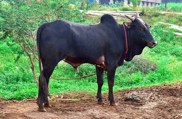 istock Calm and sturdy native powerful build black bull standing in a peaceful rural setting of Theni, Tamilnadu, reflecting the charm of countryside agriculture and the bond between farms and nature 2247063957