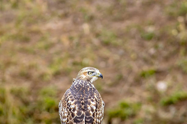 The Red-Tailed Hawk (Buteo jamaicensis) is a raptor that is found throughout most of North America.  It is one of the most common members within the genus of Buteo.  Red-tailed hawks can acclimate to many habitats within their range.  They occupy a wide range of habitats including deserts, grasslands, forests, fields and urban areas.  In North America the diet of red-tailed hawks often consists of small mammals such as rodents.  They may also prey on birds, reptiles, amphibians, fish and invertebrates.  This immature red-tailed hawk was photographed at the Nisqually National Wildlife Refuge near Olympia, Washington State, USA.