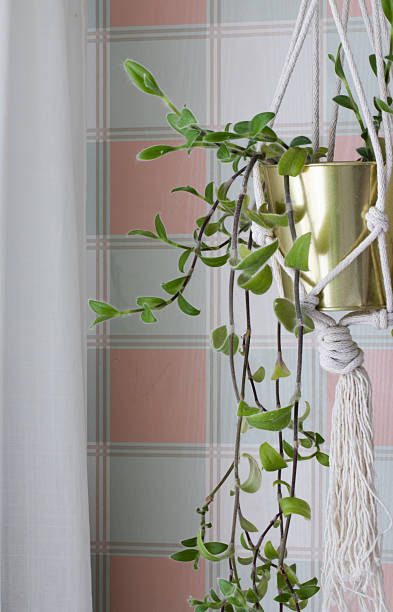 istock Hanging Plant in Macrame Pot by Window with Pastel Tiles for Bright Indoor Decor 2247065780