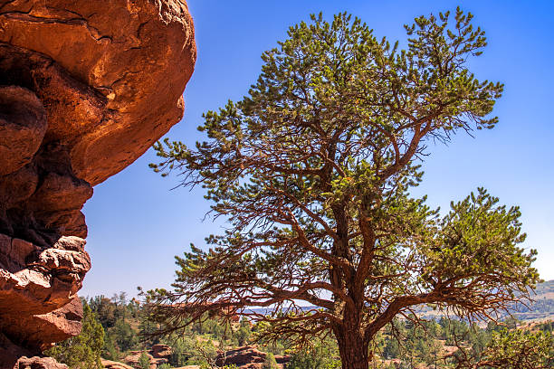 istock Pine Tree and Red Rock in Colorado Landscape 2247066277