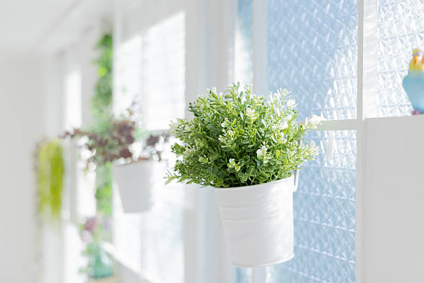 Window display with potted plants in Cadiz, Andalusia, Spain, September 2025. High quality photo