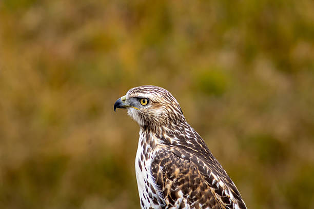 istock Close-up of a Hawk in Colorado 2247068439