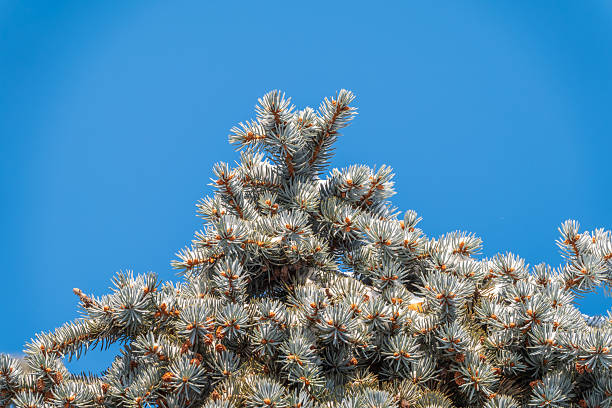 Part of a tree and on a sunny cloudscape backdrop. Taken at Kejimkujik National Park, in the Canadian maritime province of Nova Scotia.