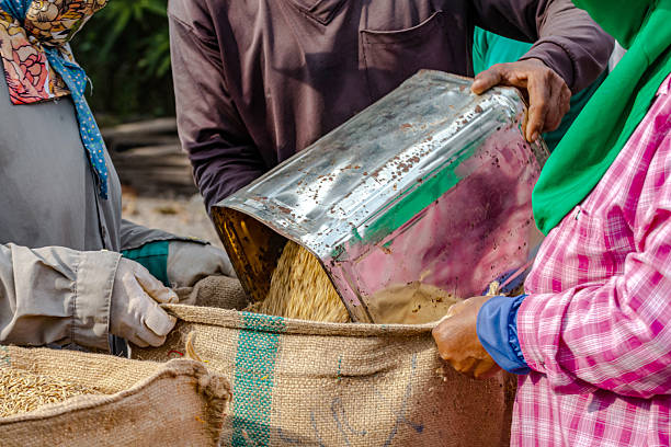 istock Farm Workers Pouring Rice Grain into Sack in Agriculture Process, Workers pouring harvested rice grain into a burlap sack, showing agricultural labor, rice production, traditional farming practices 2247072130