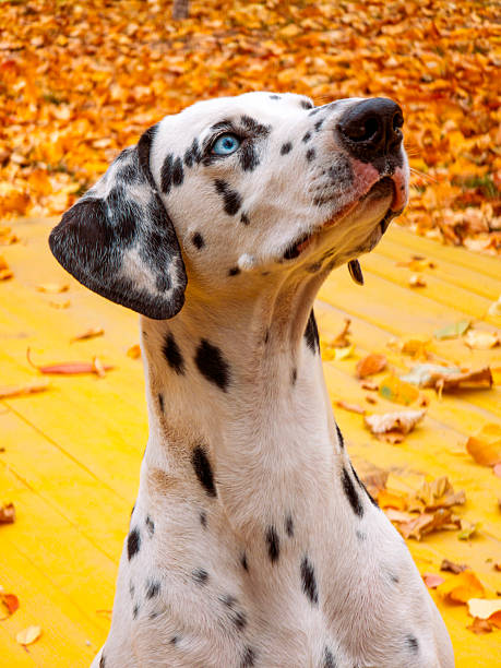 DalmatianB