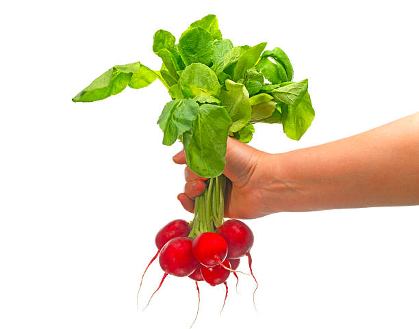 Close-up of fresh radishes with crisp skin texture. Water droplets emphasize freshness, perfect for healthy eating articles and food blogs.