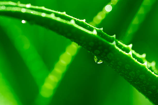 A leaf of a aloe plant with water droplets on it. The droplets are small and scattered, giving the impression of a light rain. The leaf is green and he is fresh and healthy