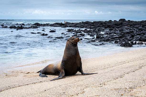 istock Sea Lion Posing on Playa Loberia Beach 2247076888