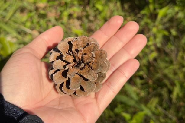 istock Hand Holding Pine Cone Outdoors in Natural Sunlight 2247077956