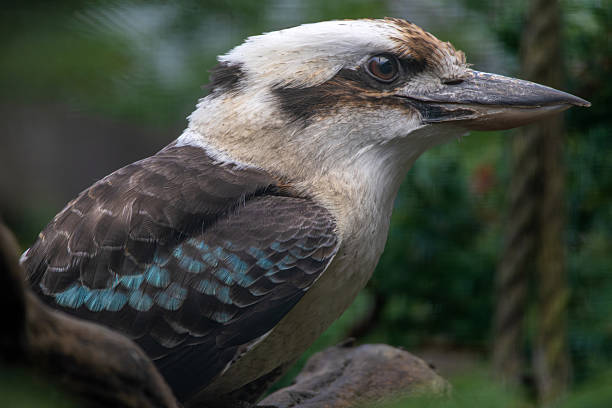 istock Laughing Kookaburra bird sitting on a tree branch 2247079934