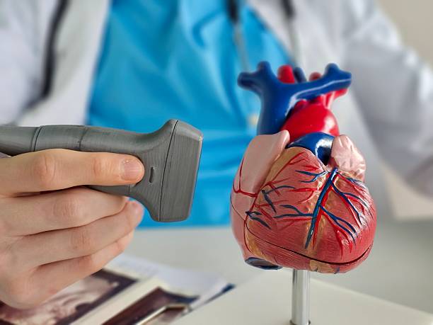 istock Medical professional examines heart model with ultrasound device during training session in healthcare 2247080113