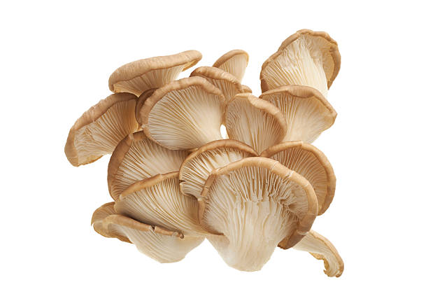 istock Oyster mushroom (Pleurotus ostreatus) isolated on white background with clipping path 2247080711
