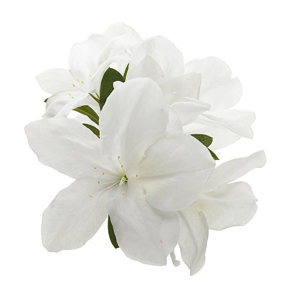 White azalea flower (Rhododendron indicum) isolated on white background with clipping path