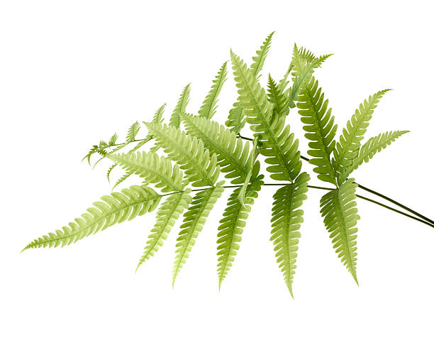istock Green sword fern leaf (Nephrolepis exaltata) isolated on white background with clipping path 2247080901