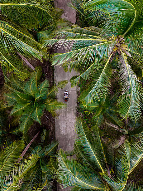 istock Exploring the serene pathways of Koh Kood Island surrounded by lush palm trees 2247081149