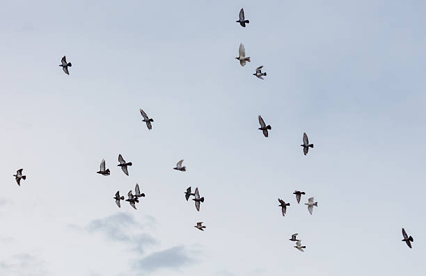 istock A flock of birds flying in the sky 2247081979