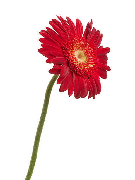 istock Red gerbera daisy (Gerbera jamesonii) flower isolated on white background with clipping path 2247082013