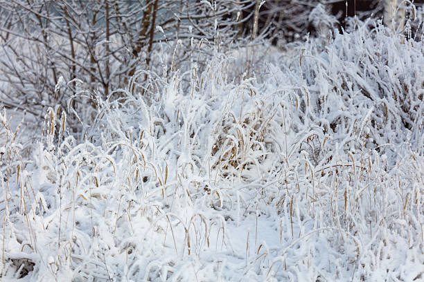 A field covered in snow with some grass and trees in the background. The snow is very thick and covers the ground