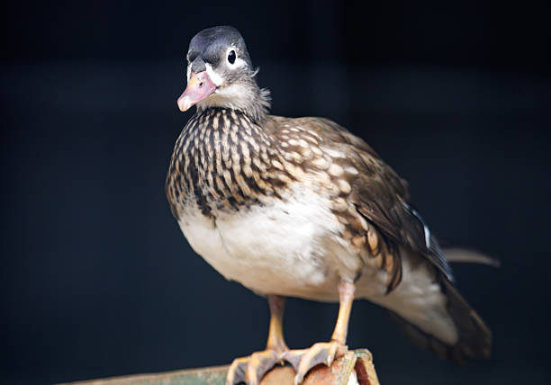 London, Beckenham,United Kingdom - September 21, 2021: Kelsey Park, a popular public park in Beckenham, Bromley. The wood duck or Carolina duck is sitting on a bike