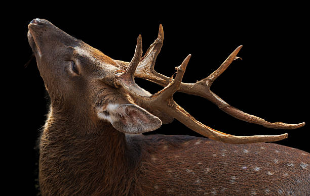 istock A deer with a long, brown antlers 2247082302