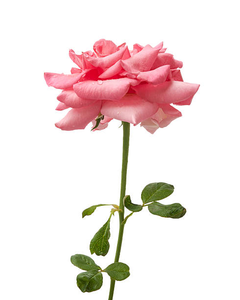 istock Pink rose flower (Rosa hybrida) isolated on white background with clipping path 2247082499