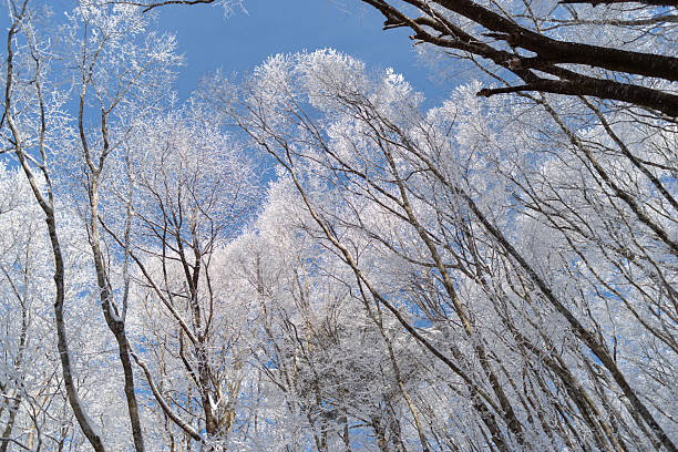 istock Looking up, you can see beautiful frost and blue sky 2247082974