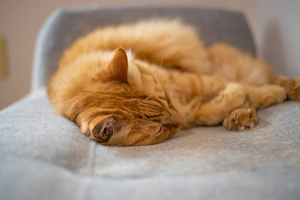 Close-up of a cute cat's sleepy face