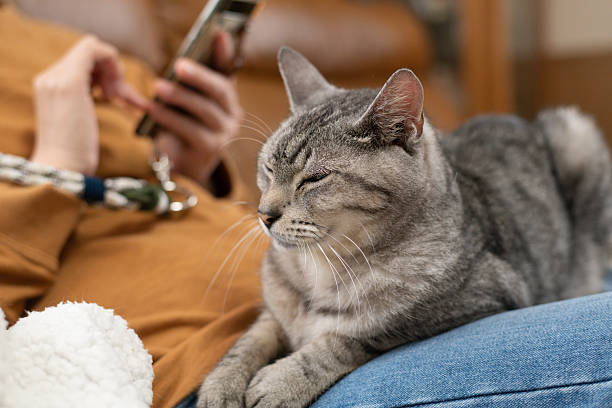 istock Cute cat relaxing on owner's feet 2247083104