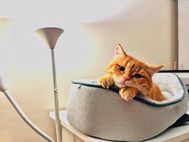 ginger tabby cat enjoying laying on its comfy cat bed