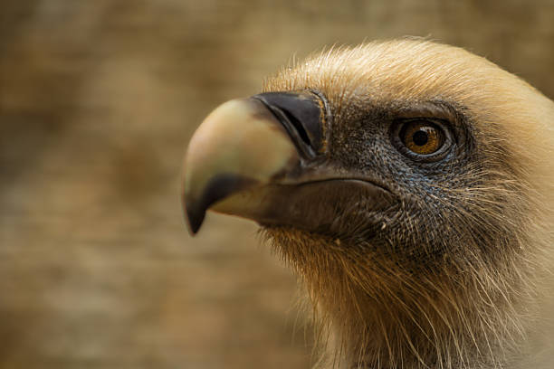 Portrait of a young Bearded Vulture in a zoo, cloudy day in winter