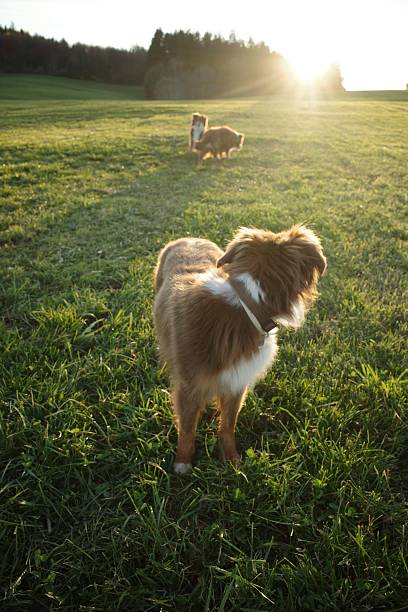 istock Australian Shepherd Looking at Sunset in Field 2247085149
