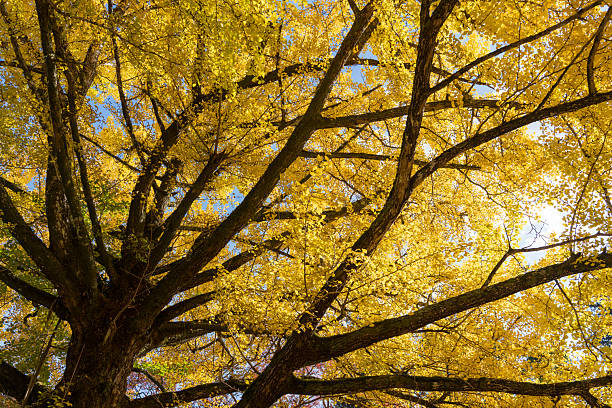 istock Bright Yellow Ginkgo Tree Canopy in Autumn Sunlight 2247085638