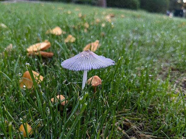 Wild mushrooms growing out  from green grass in a sunny day