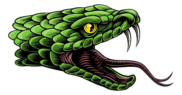 A snake head in a vintage woodcut engraved etching illustration style